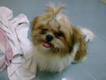 小micky - Shih Tzu Dog