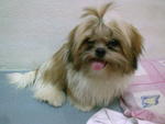 小micky - Shih Tzu Dog