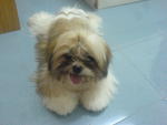 小micky - Shih Tzu Dog