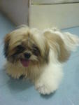 小micky - Shih Tzu Dog