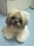 小micky - Shih Tzu Dog