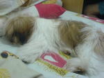 小micky - Shih Tzu Dog