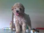 Milo - Poodle Dog