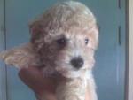 Milo - Poodle Dog