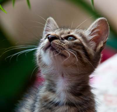 Moon-jelly - Domestic Short Hair Cat