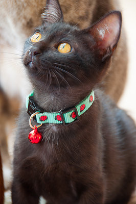 Robin Cat - Domestic Short Hair Cat