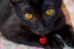 Robin Cat - Domestic Short Hair Cat