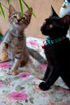 Robin Cat - Domestic Short Hair Cat