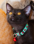 Robin Cat - Domestic Short Hair Cat