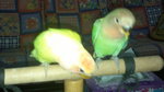 Chirpy &amp; Gigley The Lovebirds - Lovebird Bird