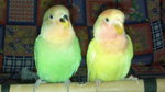 Chirpy &amp; Gigley The Lovebirds - Lovebird Bird