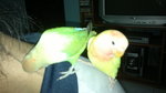 Chirpy &amp; Gigley The Lovebirds - Lovebird Bird