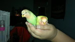 Chirpy &amp; Gigley The Lovebirds - Lovebird Bird