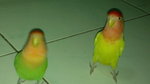 Chirpy &amp; Gigley The Lovebirds - Lovebird Bird