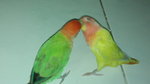 Chirpy &amp; Gigley The Lovebirds - Lovebird Bird