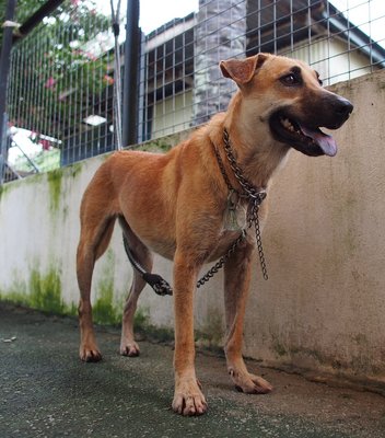 D133(110311) - Mixed Breed Dog