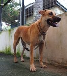 D133(110311) - Mixed Breed Dog