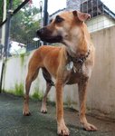 D133(110311) - Mixed Breed Dog