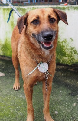 D156 (150711) - Mixed Breed Dog