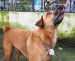 D156 (150711) - Mixed Breed Dog