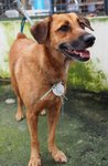 D156 (150711) - Mixed Breed Dog