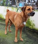 D156 (150711) - Mixed Breed Dog