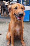 D141 (191209) - Mixed Breed Dog