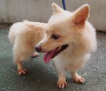 D217 (260113) - Spitz Mix Dog