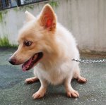 D217 (260113) - Spitz Mix Dog