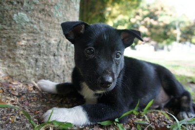 Whitesox - Mixed Breed Dog