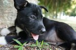 Whitesox - Mixed Breed Dog