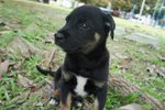 Bigbear - Mixed Breed Dog