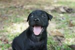 Littlebear - Mixed Breed Dog