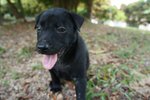 Littlebear - Mixed Breed Dog