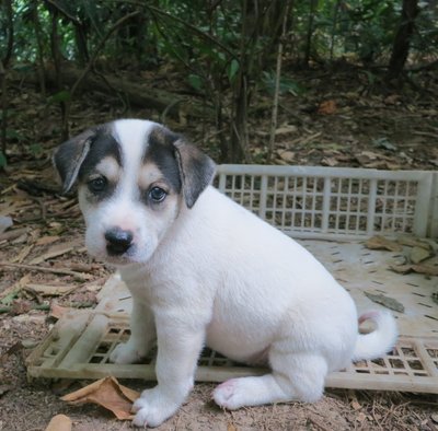 Monggol - Mixed Breed Dog