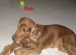 Lost Dog - Mishil (Cocker Spaniel) - Cocker Spaniel Dog