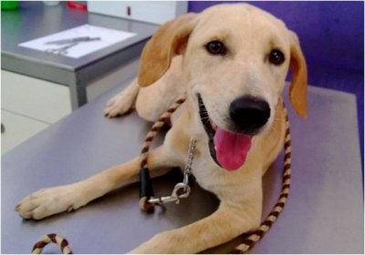 Cookiee - Labrador Retriever Mix Dog