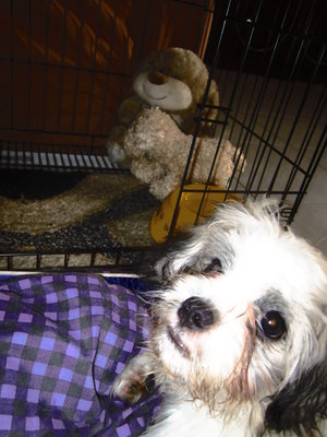 PF43040 - Shih Tzu + Terrier Dog