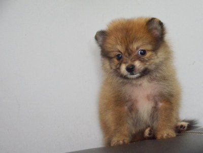 Pomeranian - Short Muzzle And Tiny - Pomeranian Dog