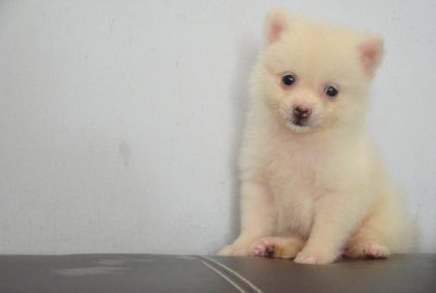 White Pomeranian - Tiny Size - Pomeranian Dog