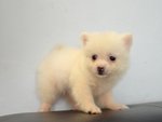 White Pomeranian - Tiny Size - Pomeranian Dog