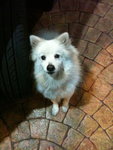 Husky - Spitz Dog