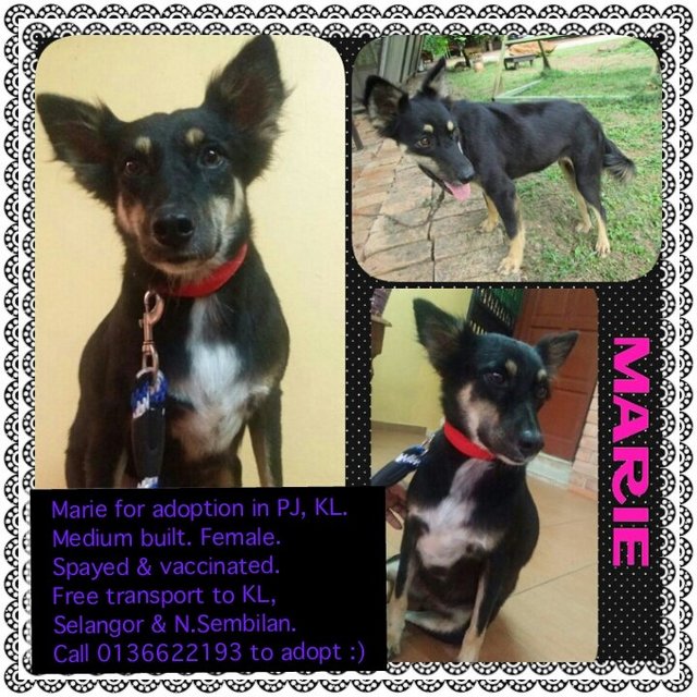 Marie - Mixed Breed Dog