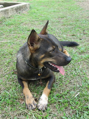 Morrie - Mixed Breed Dog