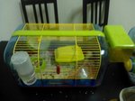 Habitrail Hamster Cage &amp; 6 Robovski - Roborovsky's Hamster Hamster