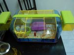 Habitrail Hamster Cage &amp; 6 Robovski - Roborovsky's Hamster Hamster