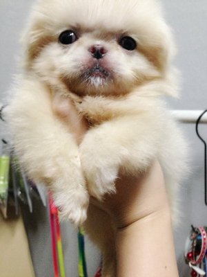 Mini White Pekingese  - Pekingese Dog