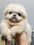 Mini White Pekingese  - Pekingese Dog