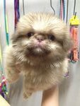 Mini White Pekingese  - Pekingese Dog