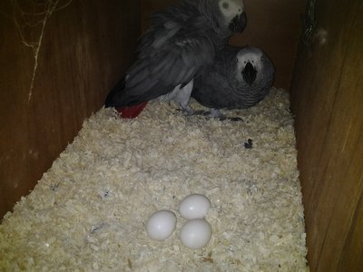 Jijang N Jinjing   --kumar N Kumari - African Grey Bird